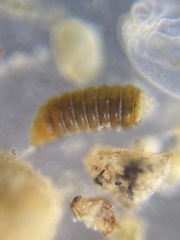 Turritellella shoneana