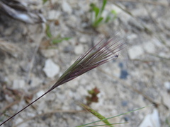 Bromus rubens
