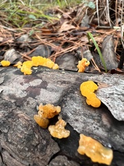 Dacrymyces