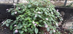 Impatiens flaccida