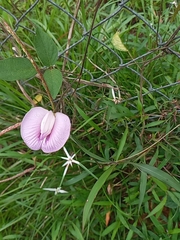 Centrosema virginianum