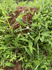 Cyperus mindorensis