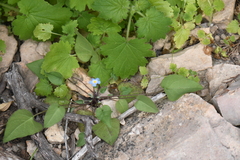 Mimophytum alienoides