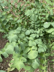 Packera sanguisorbae