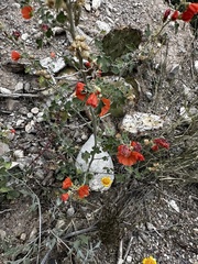 Sphaeralcea ambigua