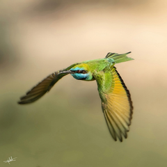 Merops cyanophrys cyanophrys