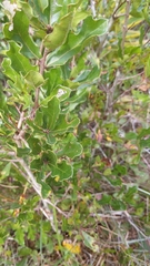 Quercus minima