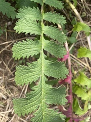 Packera sanguisorbae