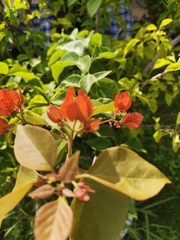 Bougainvillea spectabilis