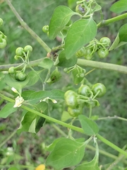 Solanum nigrescens