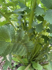 Packera sanguisorbae