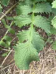 Packera sanguisorbae