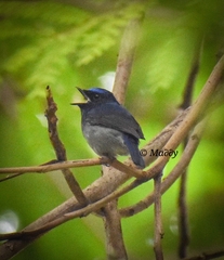 Niltava macgrigoriae