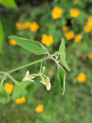 Solanum nigrescens