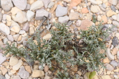 Hebecarpa macradenia