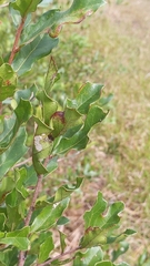 Quercus minima
