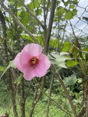 Hibiscus mutabilis