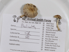 Cystoagaricus