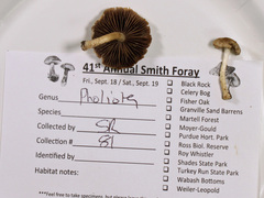 Cystoagaricus