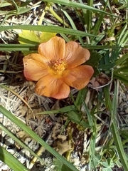 Modiolastrum malvifolium