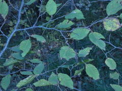 Ostrya carpinifolia