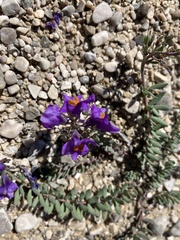 Linaria alpina