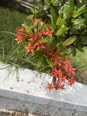 Ixora coccinea