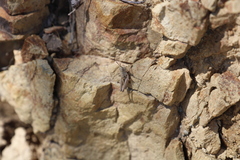 Phaulacridium marginale