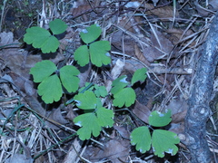 Thalictrum aquilegiifolium