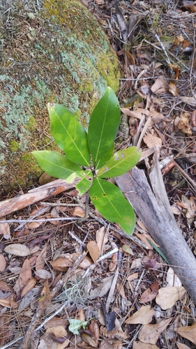 Magnolia virginiana
