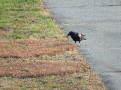 Corvus brachyrhynchos