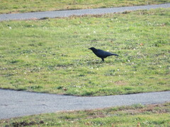 Corvus brachyrhynchos