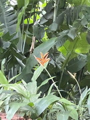 Heliconia psittacorum