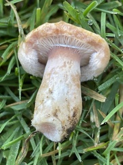 Lactarius pubescens