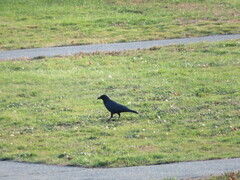 Corvus brachyrhynchos