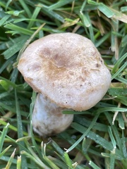 Lactarius pubescens