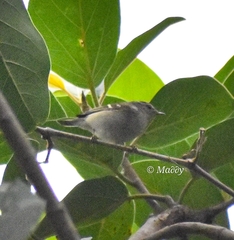 Phylloscopus inornatus