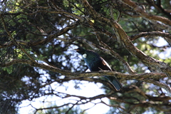 Prosthemadera novaeseelandiae