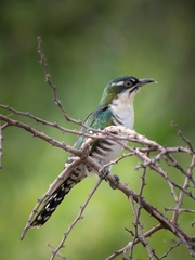 Chrysococcyx caprius