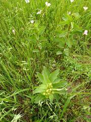 Asclepias viridis