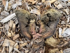 Pisolithus