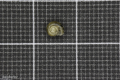 Aegopinella nitidula