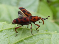 Rhodobaenus pantherinus image
