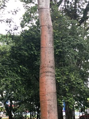 Cavanillesia platanifolia