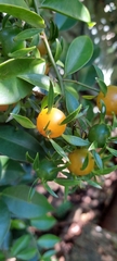 Pereskia aculeata