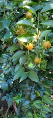 Pereskia aculeata