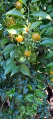 Pereskia aculeata