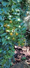 Pereskia aculeata