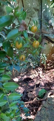 Pereskia aculeata