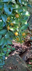 Pereskia aculeata